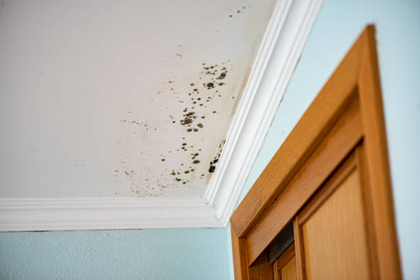 Best Mold Testing and Inspection Services in Fort Deposit, AL