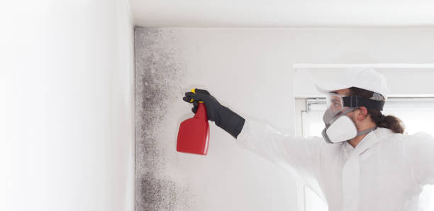 Best Post-Flood Mold Remediation in Fort Deposit, AL