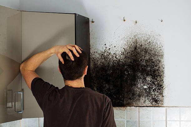 Best DIY Mold Remediation Support Services in Fort Deposit, AL