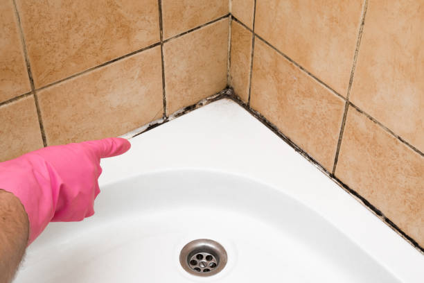 Best DIY Mold Remediation Support Services in Fort Deposit, AL